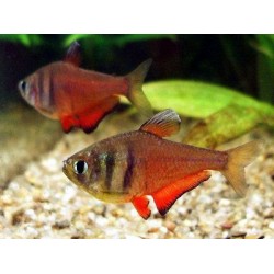 Тетра фон рио (Hyphessobrycon flammeus) - 2-2.5см