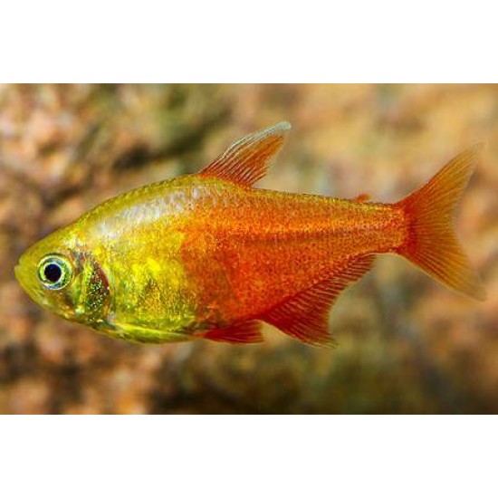 Фото Тетра фон рио оранж (Hyphessobrycon flammeus orange) - 2-3см labeo.com.ua