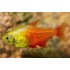 Тетра фон рио оранж (Hyphessobrycon flammeus orange) - 2-3см