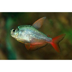 Тетра колумбийская (Hyphessobrycon columbianus) - 2-2.5см