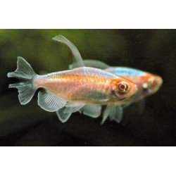 Тетра Конго (Phenacogrammus interruptus) - 3см