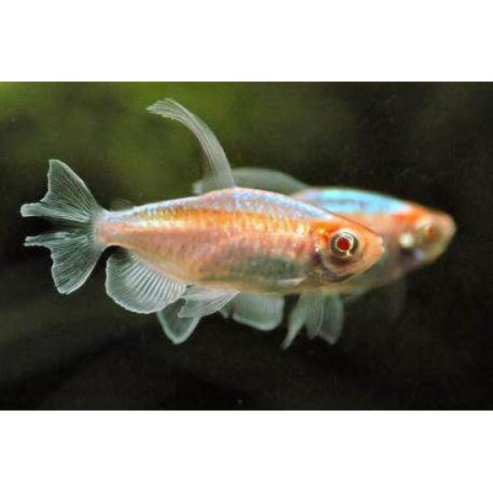 Фото Тетра Конго (Phenacogrammus interruptus) - 3см Смотреть