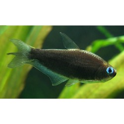 Тетра королевская черная (Nematobrycon palmeri black) - 3см 