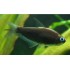 Тетра королевская черная (Nematobrycon palmeri black) - 3см 
