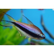 Тетра королевская пальмери (Nematobrycon palmeri) - 3см