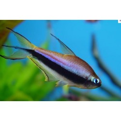 Тетра королевская пальмери (Nematobrycon palmeri) - 3см