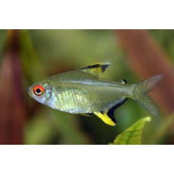 Тетра лимонная (Hyphessobrycon pulchripinnis) - 2.5см