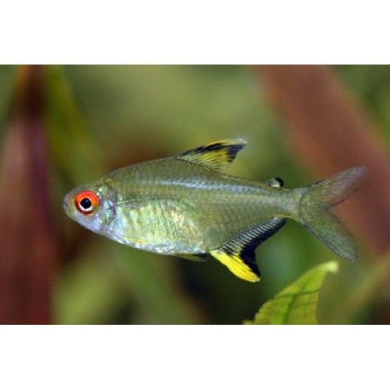 Фото Тетра лимонная (Hyphessobrycon pulchripinnis) - 2.5см Купить