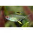 Тетра лимонная (Hyphessobrycon pulchripinnis) - 2.5см