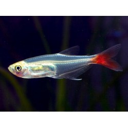 Тетра стеклянная (Prionobrama filigera) - 3см