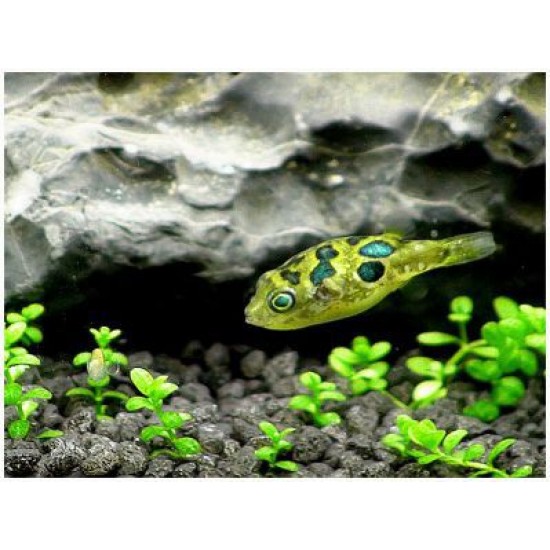 Фото Тетрадон карликовый желтый (Carinotetraodon travancoricus) - 1.5-2см Купить