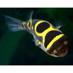 Тетрадон восьмерочный (Tetraodon biocellatus) - 5-6см