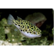 Тетрадон зеленый (Tetraodon nigroviridis) - 3,5-4см