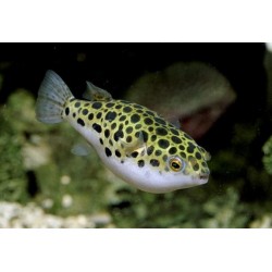Тетрадон зеленый (Tetraodon nigroviridis) - 3,5-4см