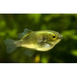 Тетрадон золотой (Auriglobus modestus) - 2-3см