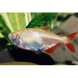 Тетрагоноптерус альбинос (Hemigrammus caudovittatus albino) - 3-3,5см