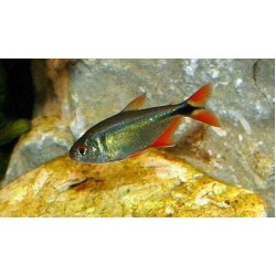 Тетрагоноптерус (Hemigrammus caudovittatus) - 3-3,5см