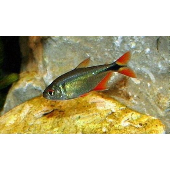 Фото Тетрагоноптерус (Hemigrammus caudovittatus) - 3-3,5см labeo.com.ua