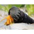 Тиломелания оранжевый кролик (Orange Sulawesi Snail Rabbit) - 2-3см