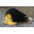 Тиломелания жёлтый кролик (Tylomelania yellow rabbit snail) 4см