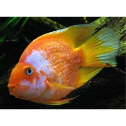 Трехгибридный попугай красно-белый (Hybrid cichlid) - 7-8см
