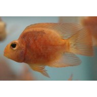 Трехгибридный попугай неокрашенный (Hybrid cichlid) - 5см
