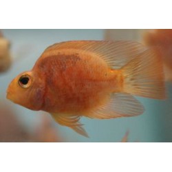 Трехгибридный попугай неокрашенный (Hybrid cichlid) - 5см