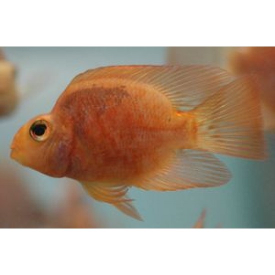 Фото Трехгибридный попугай неокрашенный (Hybrid cichlid) - 5см Смотреть