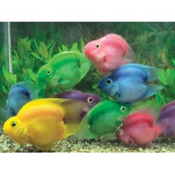Трехгибридный попугай зеленый (Hybrid cichlid) - 7-8см