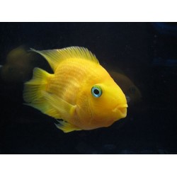 Трехгибридный попугай желтый (Hybrid cichlid) - 8см