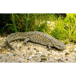 Тритон испанский (Lissotriton boscai) - 6см