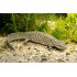 Тритон испанский (Lissotriton boscai) - 6см