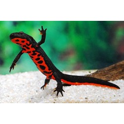 Тритон огненнобрюхий (Cynops orientalis) - 6-8см