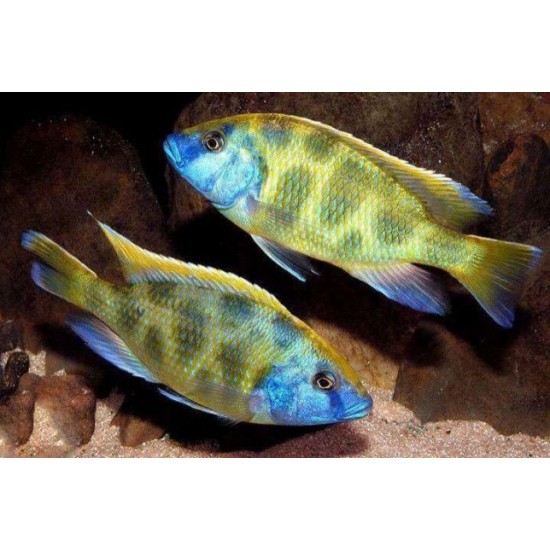 Фото Венустус леопардовый (Nimbochromis venustus) -9-11см Смотреть
