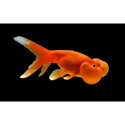 Водяные глазки красные (Carassius auratus) - 6см