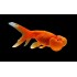 Водяные глазки красные (Carassius auratus) - 6см