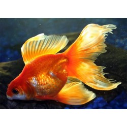 Вуалехвост красный, красно-белый (Carassius auratus) - 5-5.5см