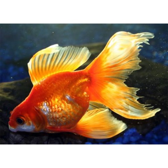 Фото Вуалехвост красный, красно-белый (Carassius auratus) - 5-5.5см Смотреть