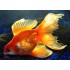Вуалехвост красный, красно-белый (Carassius auratus) - 5-5.5см