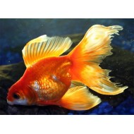 Вуалехвост микс: красный, красно-белый (Carassius auratus) - 6.5-7см
