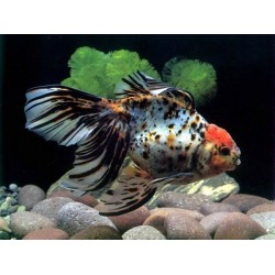 Вуалехвост ситцевый (Carassius auratus) - 3см