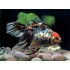 Вуалехвост ситцевый (Carassius auratus) - 3см