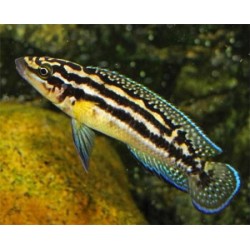 Юлидохромис марлиера (Julidochromis marlieri) - 3-4см