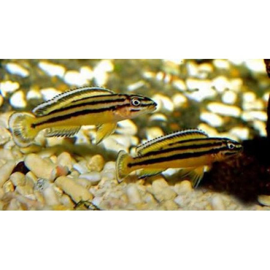 Фото Юлидохромис Регана (Julidochromis regani) - 3-4см Смотреть