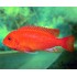 Зебра красная (Pseudotropheus zebra) - 3-4см