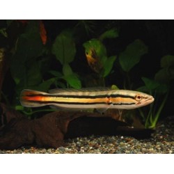 Змееголов красный (Channa micropeltes) - 7-9см