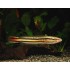 Змееголов красный (Channa micropeltes) - 7-9см