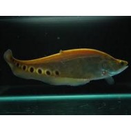 Золотой нож хитала (Chitala ornata) - 11-12см