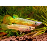 Щучка линеатус (Aplocheilus lineatus) - 3см