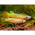 Щучка линеатус (Aplocheilus lineatus) - 3см